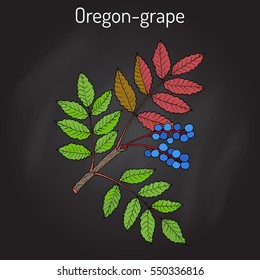 Oregon grape (Mahonia aquifolium). Hand drawn botanical vector illustration