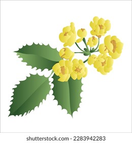 Oregon grape (Mahonia aquifolium), medicinal plant. Botanical vector illustration. Flower of Oregon Grape. Vector.