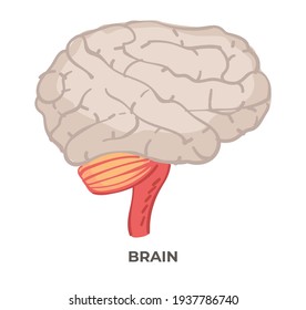 Organ Of Human Body, Isolated Brain Part In Detail. Mind Of Person, Biology Lessons And Classes Studying Anatomy. Nerves And Neurology Science And Researches. Vector In Flat Style Illustration