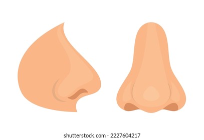 Organ of human smell, nose. Biology, anatomy of man and human organs, body. Nose, body part, perception of odors from the environment. Side view, medicine, science, sensations.  eps 10