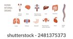 Organ icons, human anatomy. Internal body parts set. Brain, intestine, kidneys, spinal cord and stomach. Urinary, reproductive systems. Anatomical flat vector illustration isolated on white background