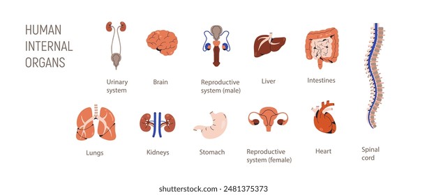 Íconos de órganos, anatomía humana. Juego de piezas internas del cuerpo. Cerebro, intestino, riñones, médula espinal y estómago. Aparato urinario, aparato reproductor. Ilustración vectorial plana anatómica aislada sobre fondo blanco