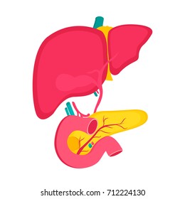 Organ Illustration. Liver And Pancreas