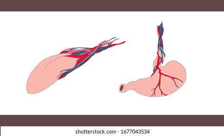 órgano dentro del cuerpo humano