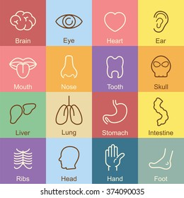organ outline design, vector infographic elements