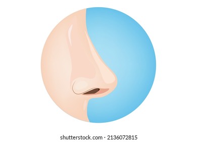 Organ part : a side of nose. Nose is part of your respiratory system. It allows air to enter your body, then filters debris and warms and moistens the air. 