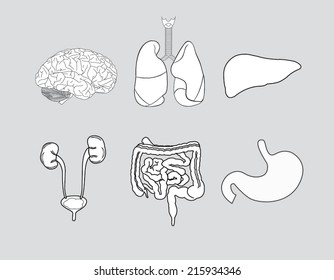 Organ systems within the body isolate is on gray background