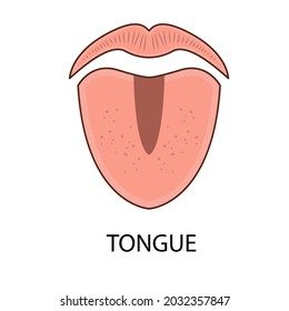 An organ that functions as a taste bud. The sense of taste in the human tongue. Sweet, spicy, salty, bitter