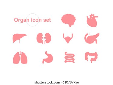 Organ vector illustration