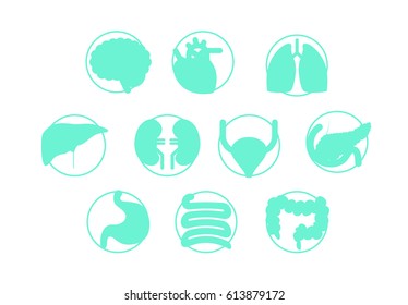 Organ vector illustration