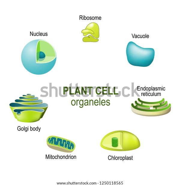 organelles of plant cells. Vector\
illustration for biological, science and educational\
use