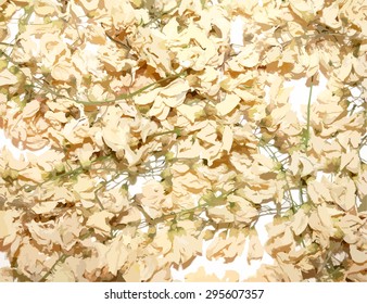 Organic Acacia dried flowers - background Vector Illustration