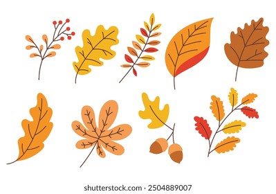 Organic Autumn Leaves collection, element vector