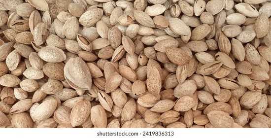 Organic background vetor almonds, pattern. Almond nut in shell isolated. Nuts packaging design, almond nuts background closeup vector.