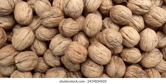 Organic background vetor walnuts, pattern. Walnut in shell isolated. Nuts packaging design, background walnuts closeup vector.