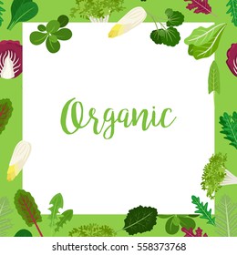 Organic banner with square frame and salad vegetable leaves for cooking design and websites. Vector illustration.