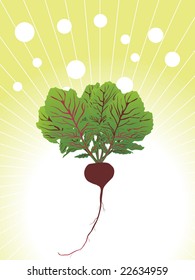 organic beetroot close up illustration