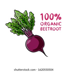 Organic beetroot vector illustration. Purple beet with green leaves graphic design.
