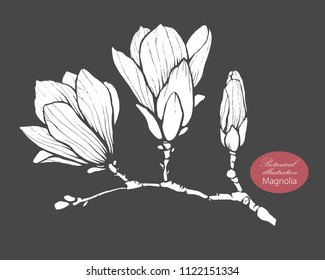 Organic botanical design template. Hand drawn Vector magnolia flower illustration