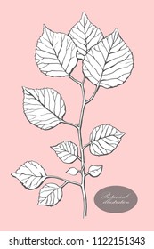 Organic botanical design template. Hand drawn Vector twig illustration