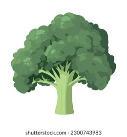 Organic broccoli fresh vegetable icon isolated