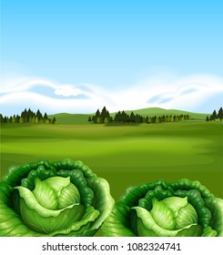 Organic Cabbage with Beautiful Scenery illustration