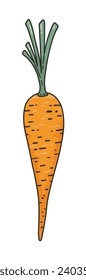 Organic carrot doodle cute icon. Orange carrot with green stems, textured. Natural food concept, cooking ingredients. Concept of healthy food, vegan products