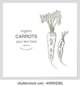 Organic carrots hand drawn sketch for vegetables store label.