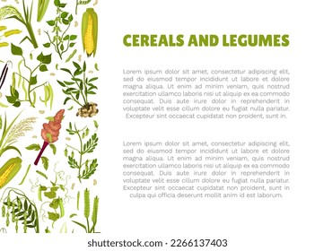 Organic Cereals and Legume Banner Design with Growing Crops and Plant Vector Template