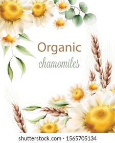 Organic chamomiles flowers with green leaves and wheat spike. Watercolor vector