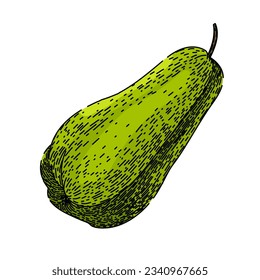 organic chayote healthy hand drawn. nutrition edible, fresh nutritious, raw food organic chayote healthy vector sketch. isolated color illustration