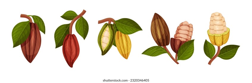 Organic Cocoa Beans in Pod and Green Leaf Vector Set