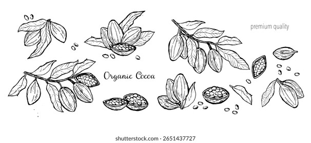 Organic cocoa beans sketch collection for premium quality designs.