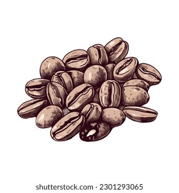 Organic coffee bean on isolated