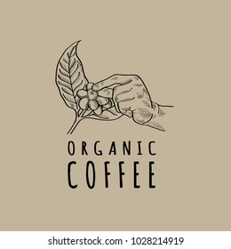 Organic coffee vector illustration. Coffee plant vector emblem. Hand gathering coffee beans