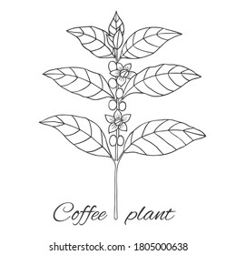 Colección orgánica. Ilustración vectorial grágica con planta de café sobre fondo blanco