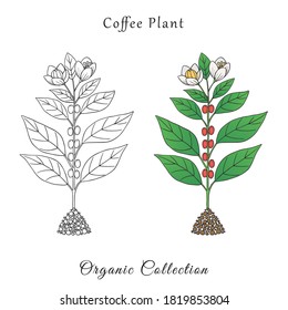 Organic collection. Vector graphic illustration with coffee plant on a white background
