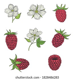 Organic collection. Vector hand drawn summer illustration with raspberry berries, flowers and leaves on a white background