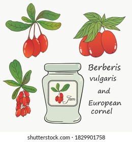 Organic collection. Vector hand drawn illustration of barberry and european cornel plants on a white background