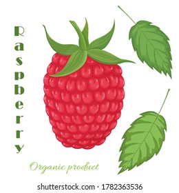 Colección orgánica. Ilustración vectorial con fruta de frambuesa y hojas sobre fondo blanco