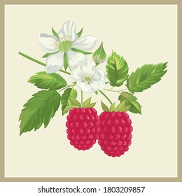 Organic collection. Vector illustration with raspberry fruit and flowers on a white background