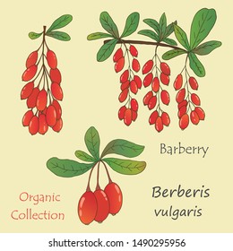 Organic collection.Vector hand drawn illustration of barberry plant