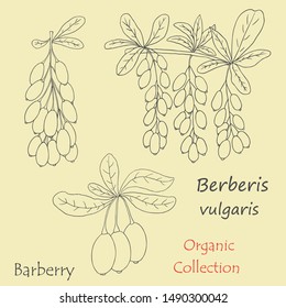 Organic collection.Vector hand drawn illustration of barberry plant