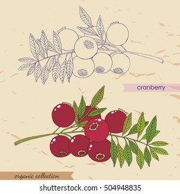 Organic collection.Vector hand drawn illustration of red cranberry with leaves.