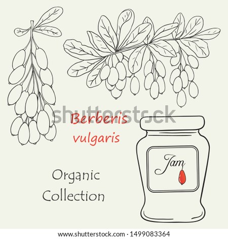 Organic collection.Vector hand drawn illustration of barberry plant