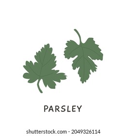 Organic colored parsley in flat art style. Natural herbal with stem and leaves vector illustration. Seasonal edible herb with vitamin nutrition ingredient isolated on white. Doodle icon.