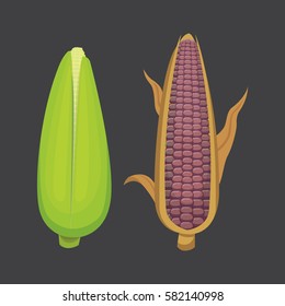 Organic Corn Isolated on White Background. Agriculture farm vegetable for popcorn vector. Corncob with leafs vegeterian food illustration
