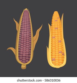 Organic Corn Isolated on White Background. Agriculture farm vegetable for popcorn vector. Corncob with leafs vegeterian food illustration