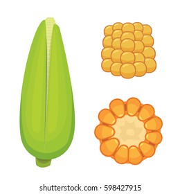 Organic Corn Isolated on White Background. Agriculture farm vegetable for popcorn vector. Corncob with leafs vegeterian food illustration