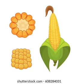 Organic Corn Isolated on White Background. Agriculture farm vegetable for popcorn vector. Corncob with leafs vegeterian food illustration